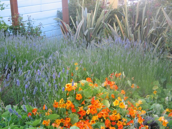 The Garden